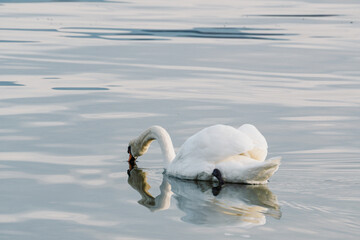 Cygnes tubercul&eacute;s plongeant la t&ecirc;te dans l'eau pour se nourrir
