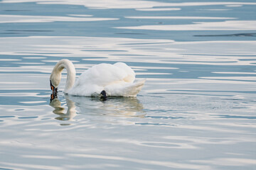 Cygnes tuberculés plongeant la tête dans l'eau pour se nourrir
