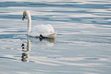 Cygne nageant dans un lac aux eaux calmes