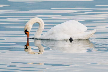Cygnes tuberculés plongeant la tête dans l'eau pour se nourrir
