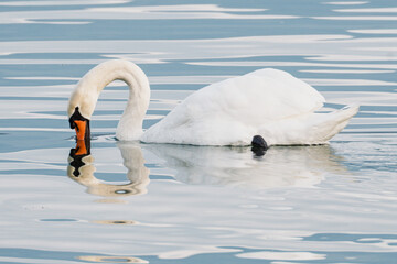 Cygnes tubercul&eacute;s plongeant la t&ecirc;te dans l'eau pour se nourrir
