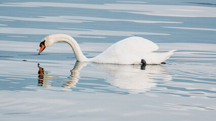 Cygnes tubercul&eacute;s plongeant la t&ecirc;te dans l'eau pour se nourrir