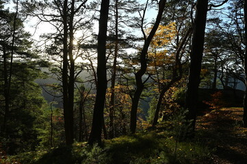 Naklejka premium Herbstwald