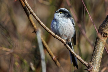 Schwanzmeise (Aegithalos caudatus) © Rolf Müller