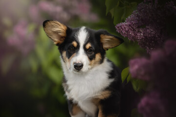 A cute Cardigan Welsh Corgi puppy with tri-color fur sits among purple lilac blossoms. The dog looks directly at the viewer with a sweet and inquisitive expression