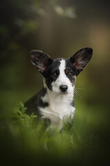 A black and white Cardigan Welsh corgi puppy sits among green grass. It looks directly at the camera with a curious expression on its face during the day