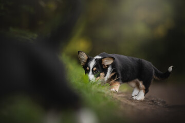 A tri-colored Cardigan Welsh Corgi puppy with pointy ears is walking through a grassy area and sniffing at the ground. It appears to be exploring its surroundings