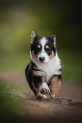 A small Cardigan Welsh Corgi puppy with black, white, and brown fur runs on a dirt path. The puppy appears to be moving toward the viewer against a green, blurry background