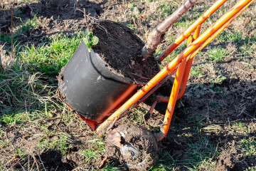 A gardener moving a tree sapling in a black plastic container across the grass using an orange cart