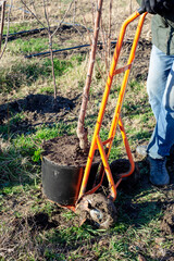 A gardener moving a tree sapling in a black plastic container across the grass using an orange cart