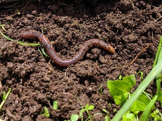 Fototapeta premium worm on the ground