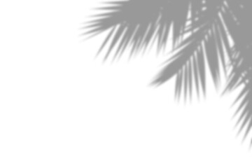 Shadow of palm tree branches on transparent