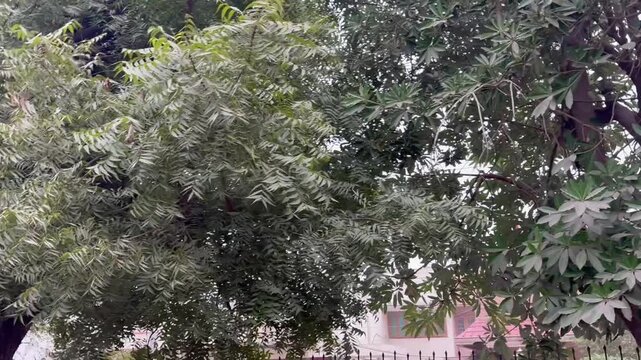 Different types trees and shadowy trees 