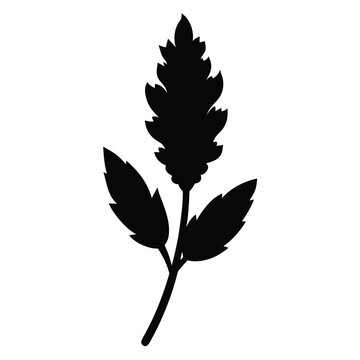 artemisia vulgaris knospen silhouette  on white background