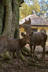 Nara Deer in Historic Temple Grounds