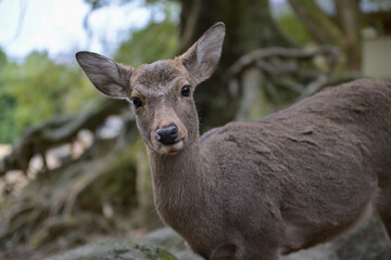 Fototapeta premium Nara Deer in Historic Temple Grounds
