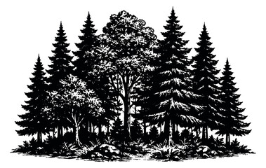 Obraz premium Hand drawn line art illustration of a forest depicting a blend of coniferous and deciduous trees for nature and outdoor themes