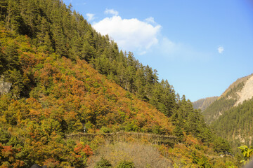 Scenic view of forested hillside with mix of green and autumn colored trees under clear blue sky. landscape conveys sense of tranquility and natural beauty