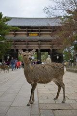 Naklejka premium Sacred Deer Resting Near Famous Nara Temple