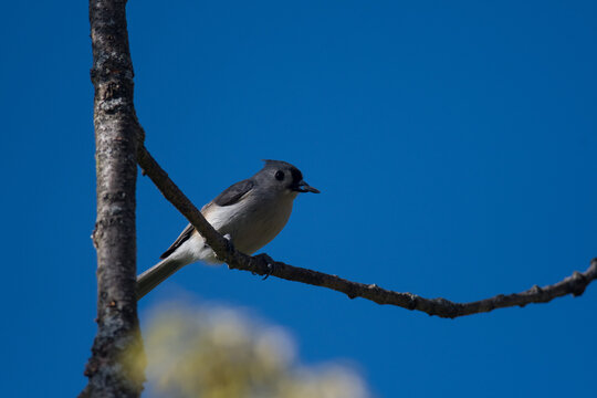 Tufted Titmouse perched on a branch with clear blue sky - Powered by Adobe