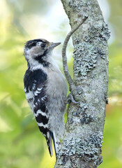 Lesser spotted woodpecker on a branch close-up