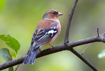 A close-up of a male chaffinch