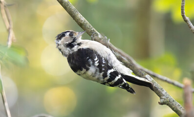 Lesser spotted woodpecker on a branch close-up