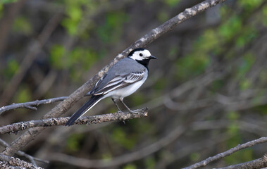 Wagtail on a branch