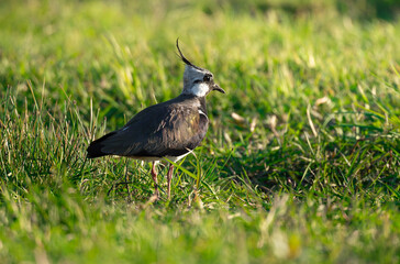 A close-up of a northern lapwing in the grass