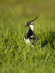 A close-up of a northern lapwing in the grass