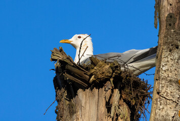 A seagull is sitting on a nest