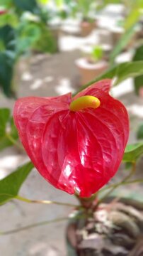 Close Up High quality Anthurium Flower Video with Glossy Red Spathe and Green Leaves.