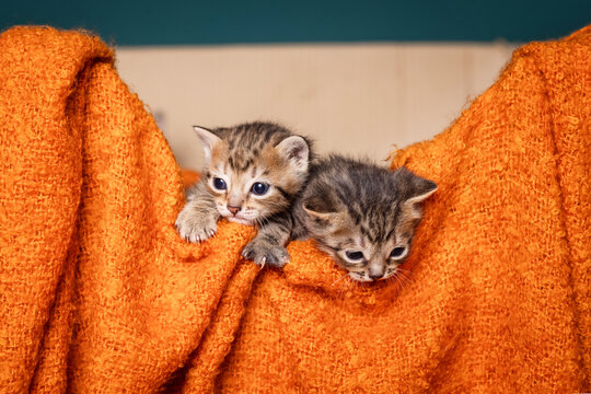 many beautiful british kittens together on a brown background