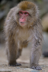 Obraz premium Japanese Snow Monkeys in Jigokudani Winter, Nagano' Japan