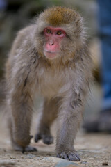 Obraz premium Japanese Snow Monkeys in Jigokudani Winter, Nagano' Japan