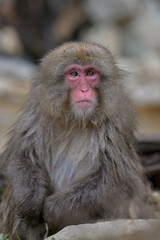 Obraz premium Japanese Snow Monkeys in Jigokudani Winter, Nagano' Japan