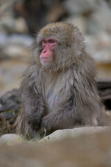 Japanese Snow Monkeys in Jigokudani Winter, Nagano' Japan