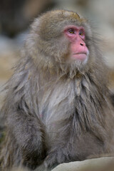 Obraz premium Japanese Snow Monkeys in Jigokudani Winter, Nagano' Japan