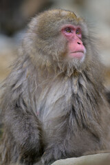 Naklejka premium Japanese Snow Monkeys in Jigokudani Winter, Nagano' Japan
