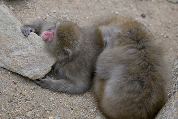 Japanese Snow Monkeys in Jigokudani Winter, Nagano' Japan
