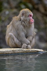 Japanese Snow Monkeys in Jigokudani Winter, Nagano' Japan