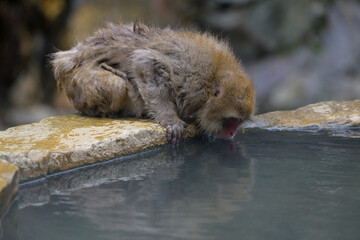 Fototapeta premium Japanese Snow Monkeys in Jigokudani Winter, Nagano