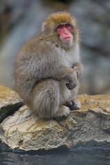 Naklejka premium Japanese Snow Monkeys in Jigokudani Winter, Nagano
