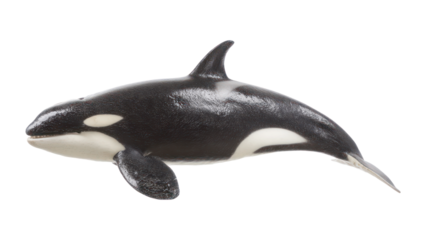 A side view of a glossy black orca in an elegant pose isolated