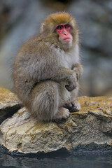 Obraz premium Japanese Snow Monkeys in Jigokudani Winter, Nagano