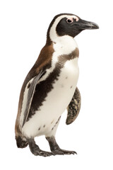 Fototapeta premium A full-body penguin isolated