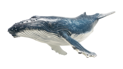 A large humpback whale swimming gracefully isolated