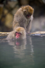 Obraz premium Japanese Snow Monkeys in Jigokudani Winter, Nagano