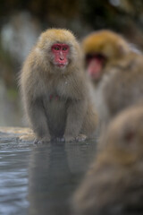 Japanese Snow Monkeys in Jigokudani Winter, Nagano