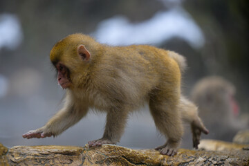 Fototapeta premium Japanese Snow Monkeys in Jigokudani Winter, Nagano